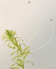 Lagarosiphon muscoides