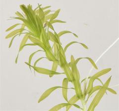 Lagarosiphon muscoides