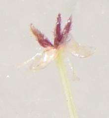 Lagarosiphon muscoides