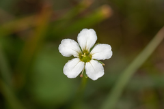 Parnassia submysorensis