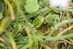 Parnassia submysorensis