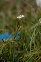 Parnassia submysorensis