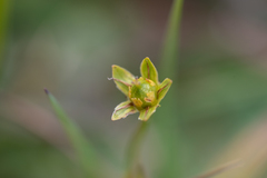 Parnassia submysorensis