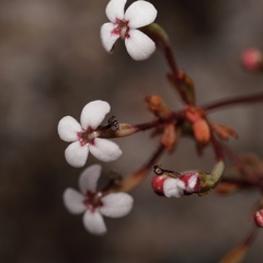 Stylidium pulchellum