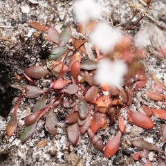 Stylidium pulchellum