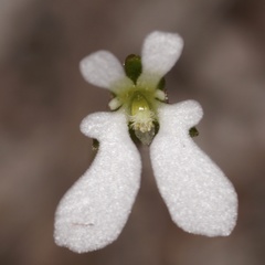 Stylidium perpusillum