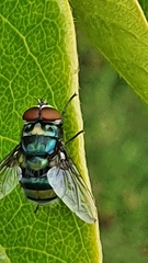 Chrysomya chloropyga