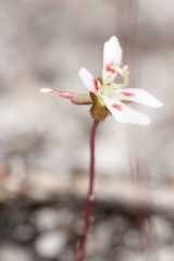 Stylidium calcaratum