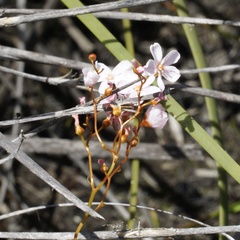 Drosera myriantha