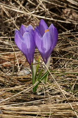Crocus neapolitanus