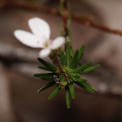 Stylidium repens