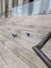 Columba livia domestica