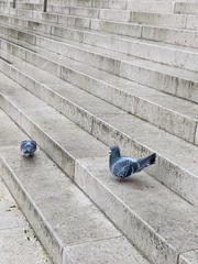 Columba livia domestica