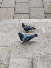 Columba livia domestica