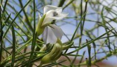 Psoralea imminens