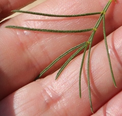 Psoralea imminens