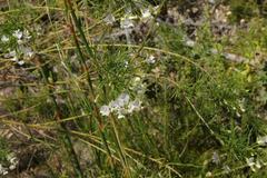 Psoralea imminens