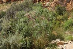 Psoralea imminens