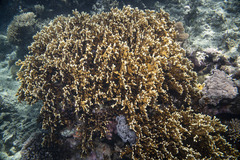 Millepora tenera