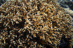 Millepora tenera