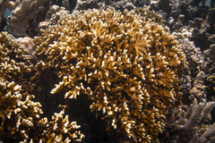Millepora tenera