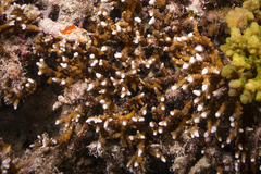 Anacropora
