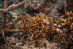 Seriatopora hystrix