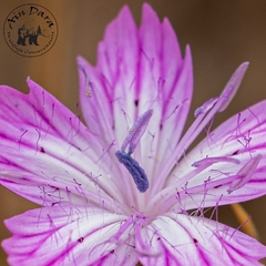 Dianthus strictus multipunctatus