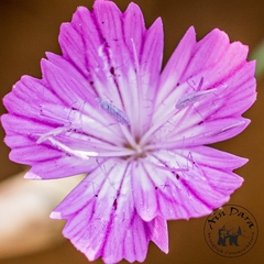 Dianthus strictus multipunctatus