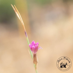 Dianthus strictus multipunctatus