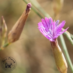 Dianthus strictus multipunctatus