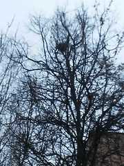 Aves