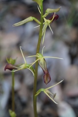 Cryptostylis ovata