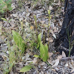 Cryptostylis ovata