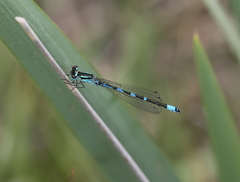 Coenagrion ornatum