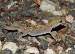 Eastern Stone Gecko photo 2