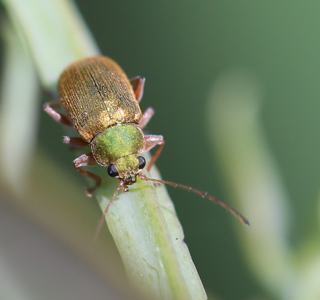Eboo villosa