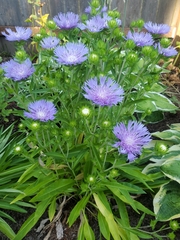 Stokesia