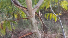 Dendrelaphis chairecacos