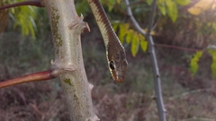 Dendrelaphis chairecacos