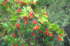 Ribes pulchellum
