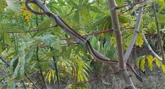 Dendrelaphis chairecacos