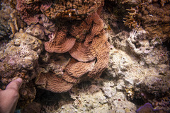 Turbinaria stellulata