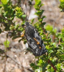 Synemon parthenoides