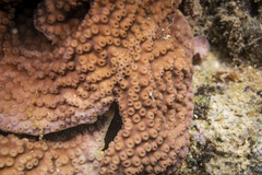 Turbinaria stellulata