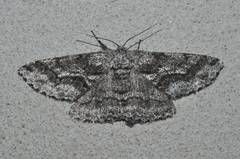 Megabiston plumosaria