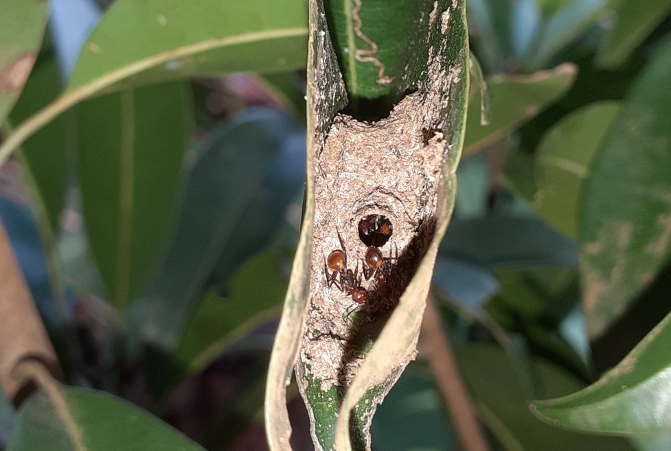Polyrhachis thrinax