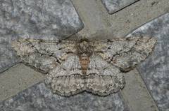 Megabiston plumosaria