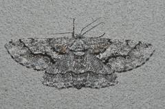 Megabiston plumosaria