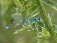 Coenagrion syriacum